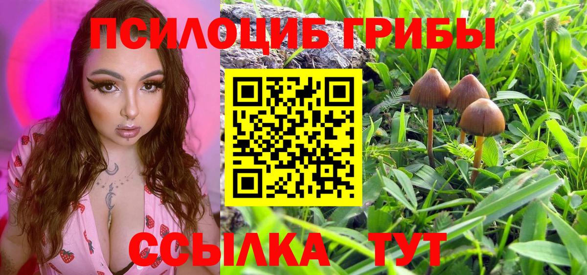 Псилоцибиновые грибы Psilocybe Знаменск